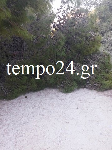 pefko_tempo24.gr1_.jpg
