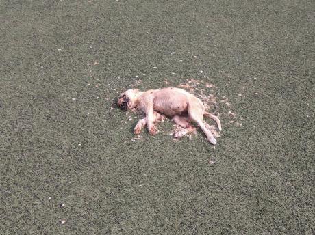 Απίστευτο περιστατικό - Σκοτωμένα σκυλιά στο γήπεδο του Μαζαρακίου!