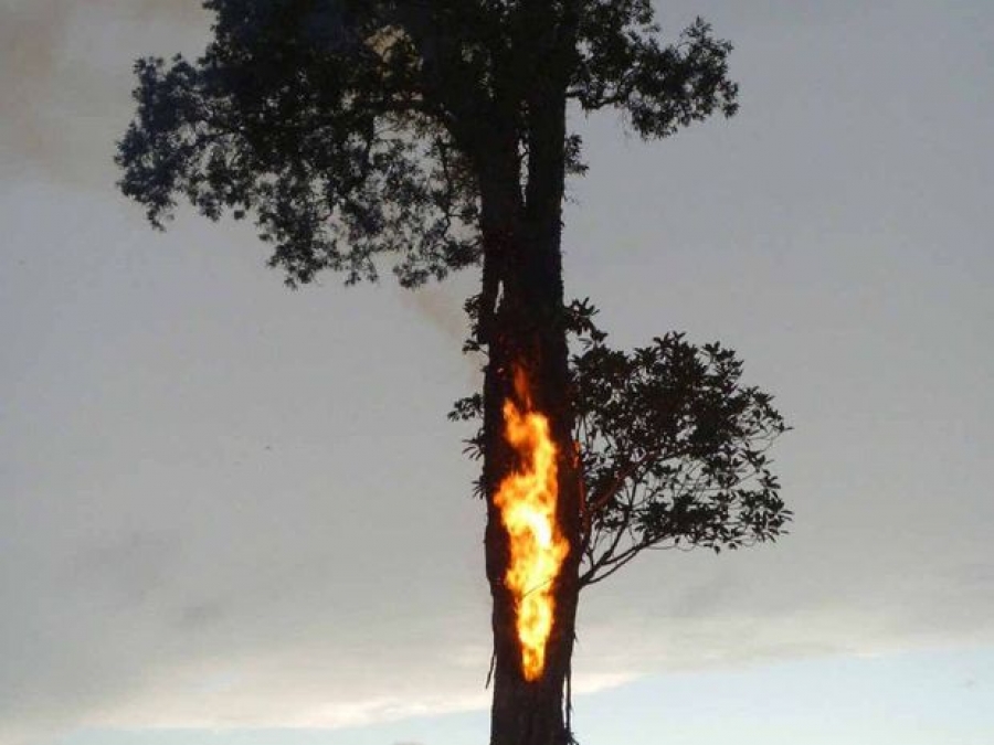 Πατρών - Πύργου: Φωτιά σε δέντρο από κεραυνό στο ύψος της ΒΙΠΕ - Αυξημένη η  κίνηση στην εθνική οδό | tempo24.news