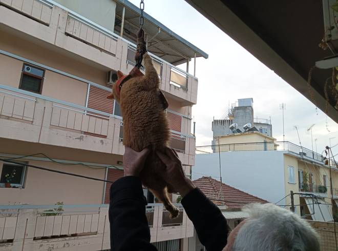 Περαστικοί έσωσαν γάτο που κρέμονταν από μπαλκόνι πολυκατοικίας στο Αγρίνιο! (ΦΩΤΟ)