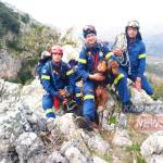 ΚΑΛΑΒΥΤΑ: Εντυπωσιακή επιχείρηση διάσωσης δύο κυνηγετικών σκύλων – Πως βρέθηκαν σε πλαγιά 70 μέτρων! ΦΩΤΟ