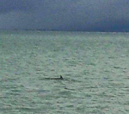 Πάτρα: Τα δελφίνια συνεχίζουν τις βόλτες τους στον Πατραϊκό