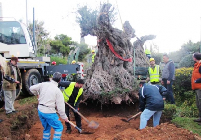 Αχαΐα: Μόνο δύο από τις υπεραιωνόβιες ελιές από τον Ελαιώνα θα δοθούν στο Δήμο Αιγιαλείας