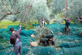Αρχαία Ολυμπία: Άγνωστοι μάζεψαν τις ελιές από ξένο λιοστάσι