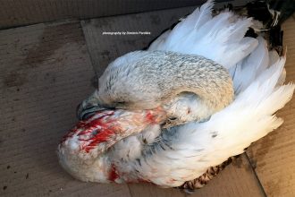 Φρίκη στο Αίγιο: Τραυματισμένο το ένα φλαμίνγκο, αγνοείται κι άλλο ένα από τη λίμνη της Αλυκής...