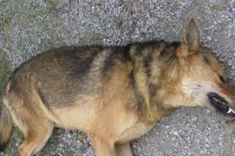 Δηλητηρίασαν σκύλο στο Αγρίνιο - "Γνωστός" στις αρχές ο δράστης