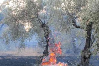Παράταση υποβολής προτάσεων από νέους δικαιούχους στις πυρόπληκτες περιοχές της Ηλείας και της Αχαΐας