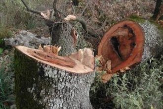 Δυτ. Ελλάδα: Επικήρυξαν λαθροϋλοτόμους με 2.000 ευρώ στην ορεινή Ναυπακτία