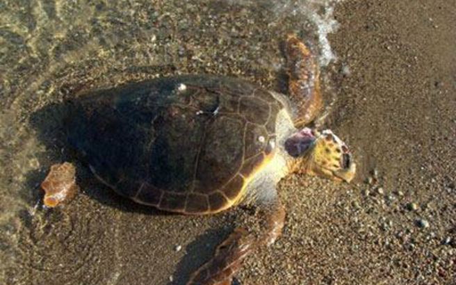 Αντιμέτωπη με καταδίκη η Ελλάδα για ελλιπή μέτρα προστασίας της καρέτα-καρέτα