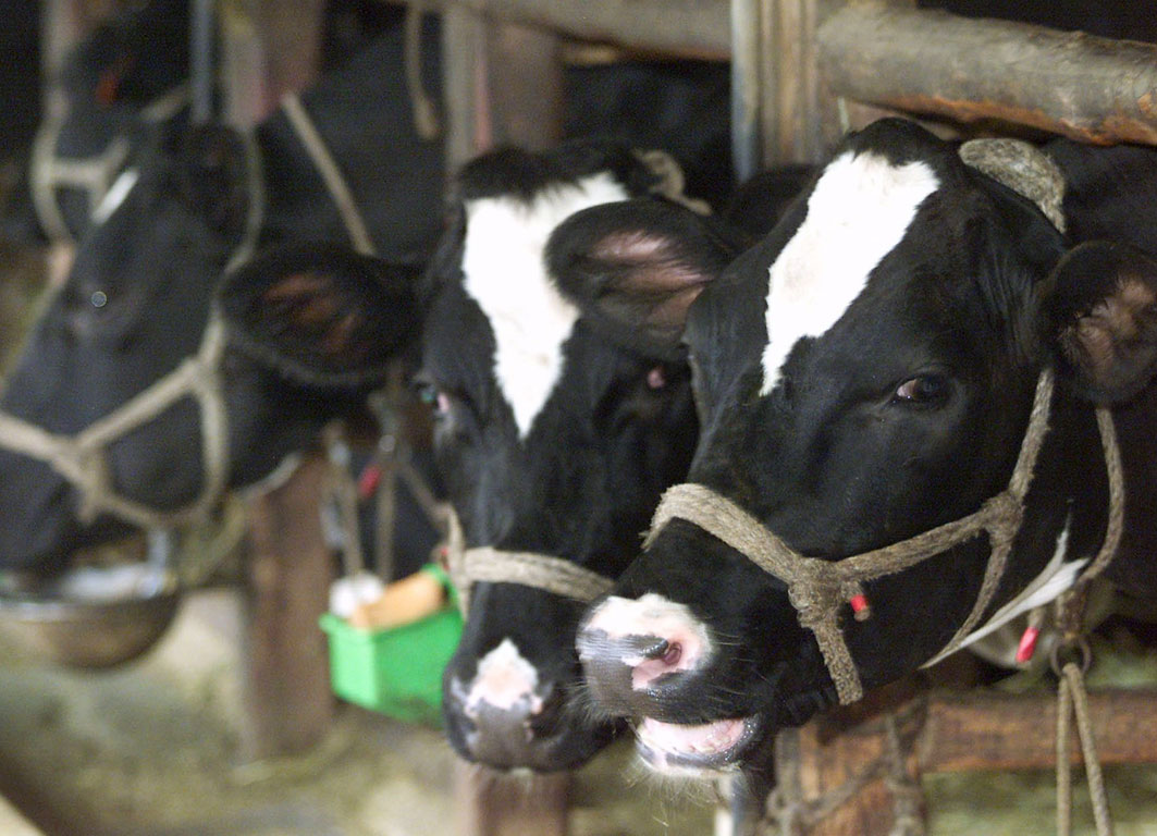 Αλεξανδρούπολη: 2.258.000 ευρώ για αντικατάσταση ζωικού κεφαλαίου που επλήγη από οζώδη δερματίτιδα