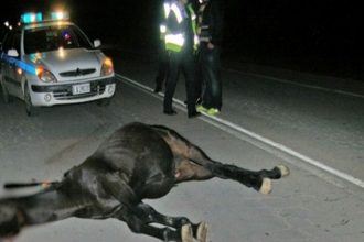 Αυτοκίνητο τράκαρε με άλογο στην Εθνική Οδό