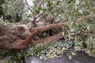 Αχαΐα: Η μανία του καιρού "ξερίζωσε" δέντρο 400 ετών! "Προσγειώθηκε" πάνω σε αυτοκίνητο!