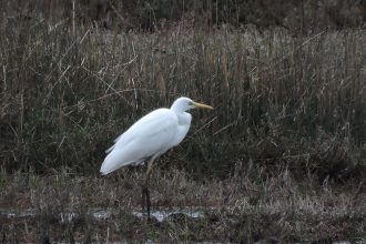 «Μαγικές» εικόνες από το δάσος της Στροφυλιάς με φλαμίγκο και αγριόπαπιες - ΔΕΙΤΕ ΦΩΤΟΓΡΑΦΙΕΣ