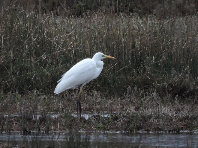 «Μαγικές» εικόνες από το δάσος της Στροφυλιάς με φλαμίγκο και αγριόπαπιες - ΔΕΙΤΕ ΦΩΤΟΓΡΑΦΙΕΣ