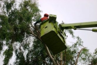 Πάτρα: Συνεχίζεται το κλάδεμα δέντρων - Δείτε που και πότε