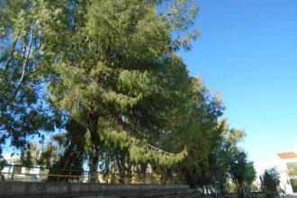 Πάτρα: "Κλαδέψτε τα δέντρα πριν μας σπάσουν τα κεφάλια", φωνάζουν οι μαθητές του 10ου Γυμνασίου! ΦΩΤΟΓΡΑΦΙΕΣ