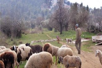 Ηλεία: Εξαρθρώθηκε σπείρα που είχε ρημάξει τα κοπάδια - Έκλεψαν 180 πρόβατα και τα πούλησαν στη Δυτική Αχαΐα