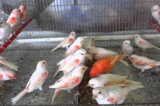 Πάτρα: Τελικά τα... καναρίνια ήταν πιο έξυπνα από τον κλέφτη - Άρπαξε 70 πουλιά από τα κλουβιά τους!