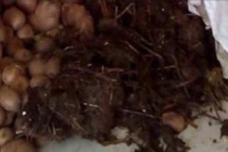 Αγροτικά προϊόντα, ακτινίδια και κοπριά, πέταξαν οι αγρότες Πέλλας στην πόρτα του γραφείου του βουλευτή Ιωάννη Σηφάκη - BINTEO