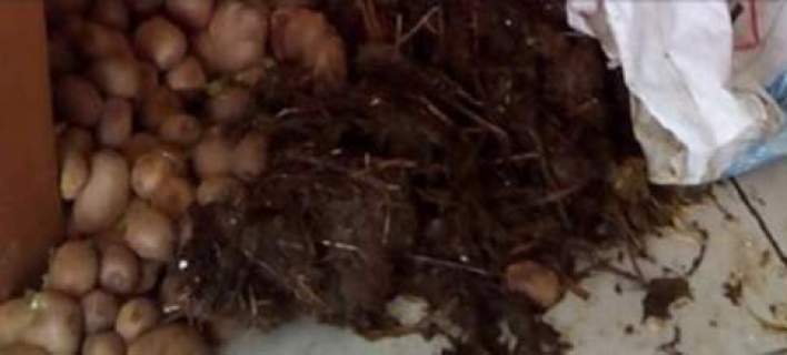 Αγροτικά προϊόντα, ακτινίδια και κοπριά, πέταξαν οι αγρότες Πέλλας στην πόρτα του γραφείου του βουλευτή Ιωάννη Σηφάκη - BINTEO