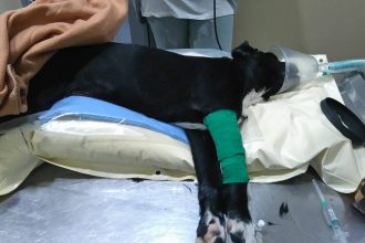 Σύλληψη 39χρονου για βασανισμό του σκύλου του μέχρι θανάτου