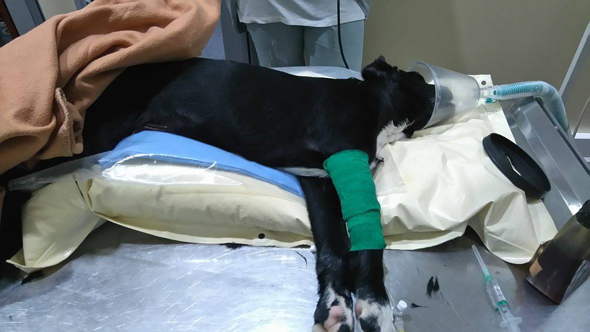 Σύλληψη 39χρονου για βασανισμό του σκύλου του μέχρι θανάτου