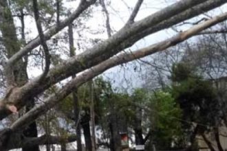 Λόγγος Αιγιαλείας: Οι άνεμοι "τσάκισαν" δένδρο - ΦΩΤΟΓΡΑΦΙΕΣ