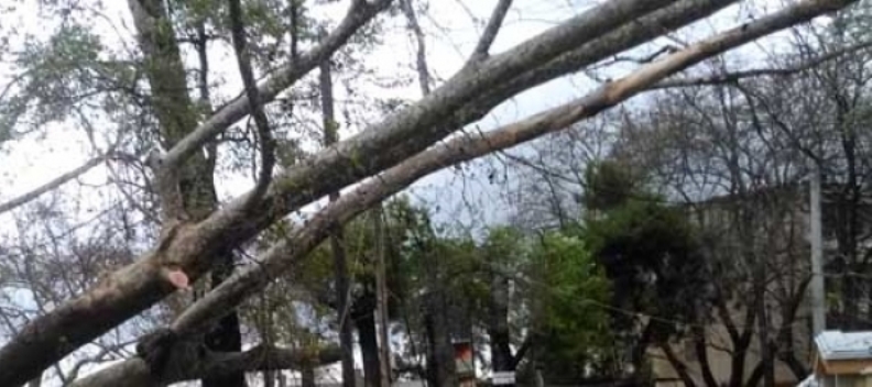 Λόγγος Αιγιαλείας: Οι άνεμοι "τσάκισαν" δένδρο - ΦΩΤΟΓΡΑΦΙΕΣ