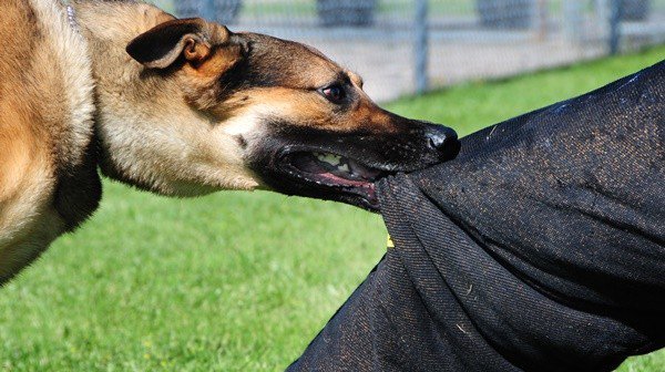 Θύμα επίθεσης σκύλου ηλικιωμένη στο Μεσολόγγι