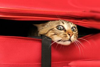 Αιτωλοακαρνανία: Χειροπέδες σε 56χρονο γιατί είχε την γάτα του σε αυτοκίνητο!