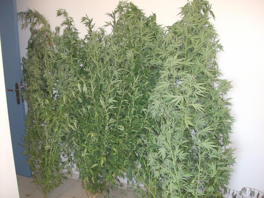 "Στα πράσα" 46χρονος στο Κάστρο Κυλλήνης για καλλιέργεια ναρκωτικών