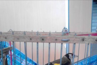 Έπεσε ο ίδιος στις παγίδες που έστηνε για ... άγρια πουλιά!