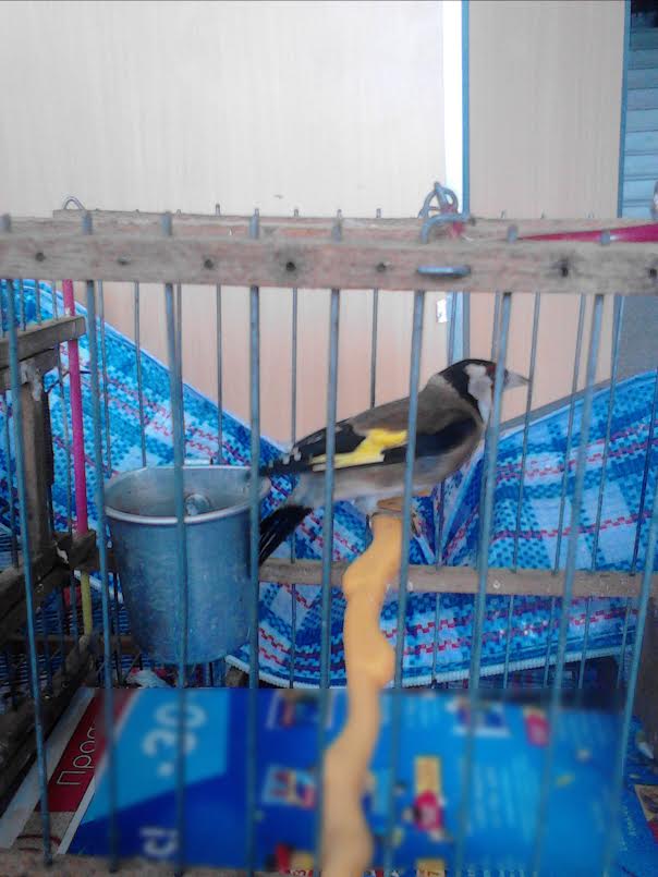 Έπεσε ο ίδιος στις παγίδες που έστηνε για ... άγρια πουλιά!