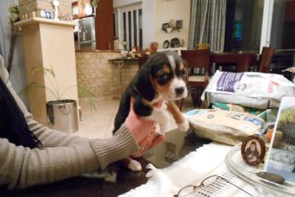 Αχαΐα: Αστυνομικοί έσωσαν κουταβάκι που βρήκαν μέσα σε κάδο απορριμμάτων! Το πήραν στο τμήμα και το τάισαν!