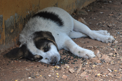 Σκότωσαν σκυλιά - Φρικτό θέαμα