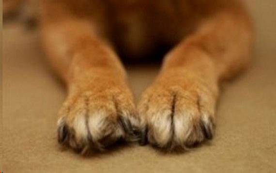 Ζαχάρω: Βρέθηκε σκύλος απαγχονισμένος - ΔΕΙΤΕ ΦΩΤΟΓΡΑΦΙΑ