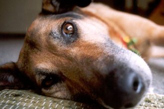 Καλάβρυτα: ΦΡΙΚΗ! Σκοτώνουν τα σκυλιά με φόλες - ΔΕΙΤΕ ΒΙΝΤΕΟ (Προσοχή, σκληρές εικόνες)