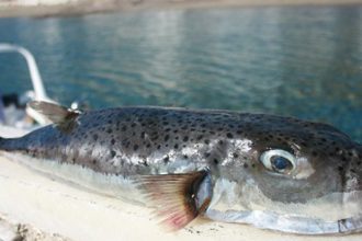 Δυτική Ελλάδα: Ο λαγοκέφαλος απειλεί τους ψαράδες του Ιονίου