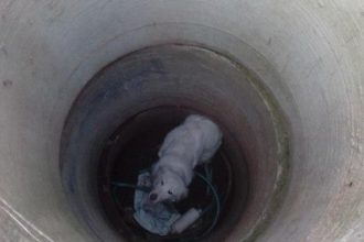 Πύργος: Διέσωσαν σκυλάκι από πηγάδι