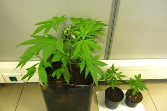 Πολωνός καλλιεργούσε χασίς στο σπίτι του - Συνελήφθη στη Μανωλάδα