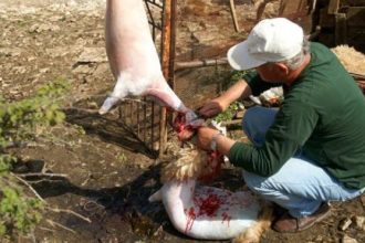 Δυτική Ελλάδα: Συνολικά 2.100 "ορφανά" προέλευσης και προορισμού αρνιά