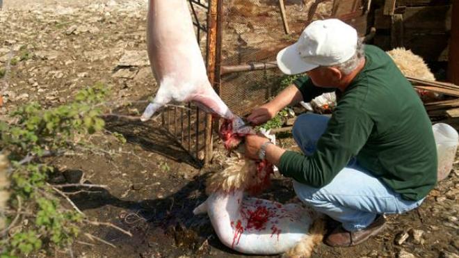 Κάτω Αχαΐα: Συνεχίζεται και φέτος η ανεξέλεγκτη σφαγή ζώων σε αυλές σπιτιών