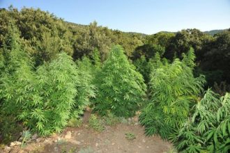 Τρεις συλλήψεις για την "ορφανή" χασισοφυτεία