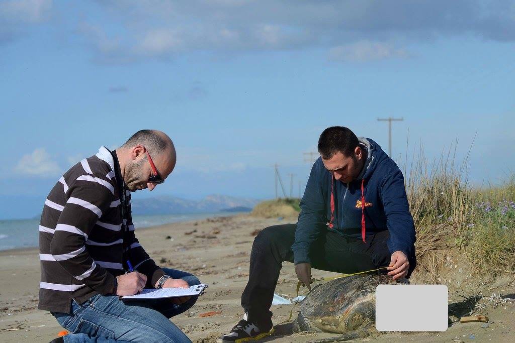 Νεκρές Καρέτα – Καρέτα σε Λακκόπετρα και Καλογριά – Σήμα κινδύνου για το απειλούμενο είδος