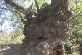 Που βρίσκεται το μεγαλύτερο πλατάνι της Ελλάδας;