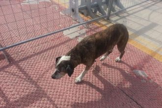 Λιμενικοί έσωσαν σκύλο