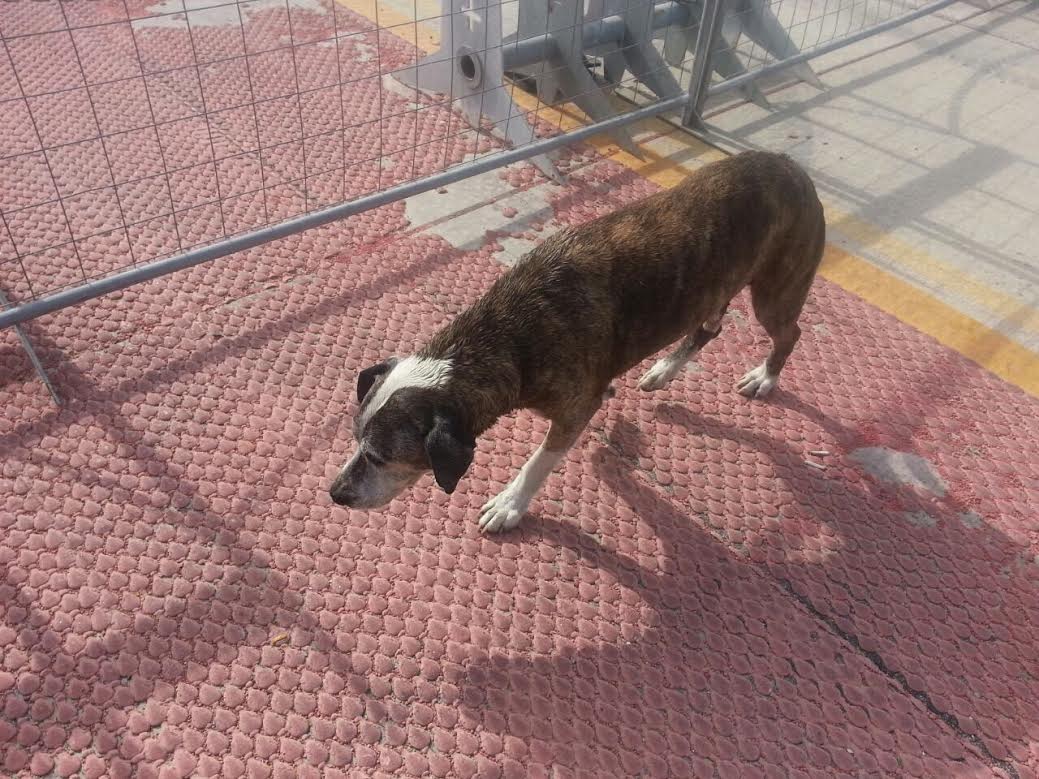 Λιμενικοί έσωσαν σκύλο