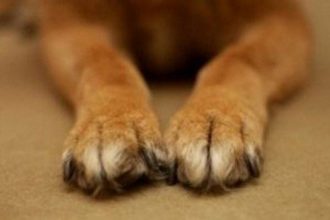 Βραχνέικα: Εξοντώνουν ζώα ακόμη και σε αυλές - Ανησυχία για τους σκύλους - φύλακες