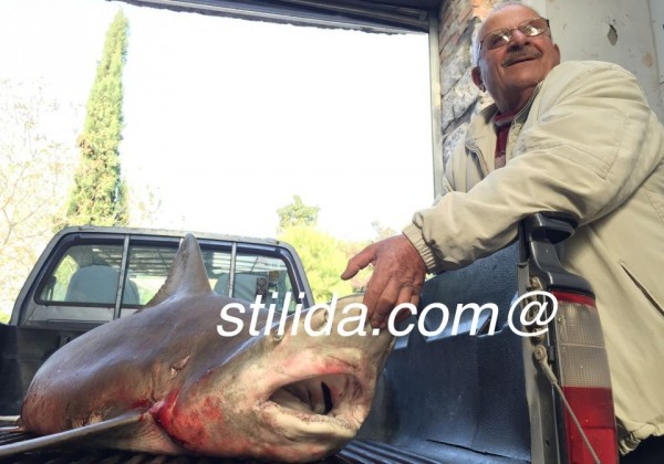 Στυλίδα: Επιασαν καρχαρία 100 κιλών, μήκους 2,5 μέτρων