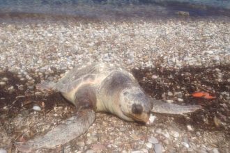 Εντοπίστηκε νεκρή χελώνα καρέτα καρέτα στην παραλία των Βραχνεϊκων